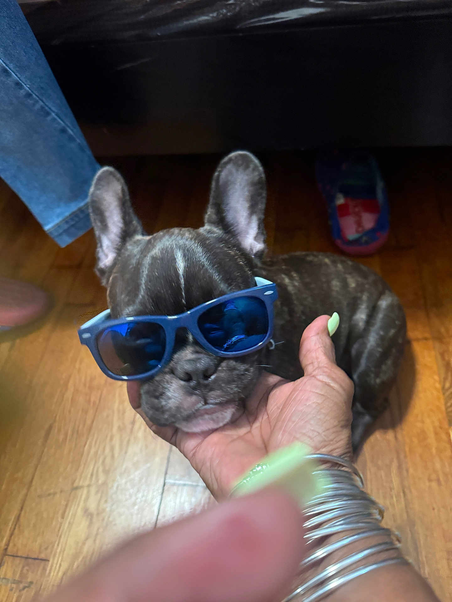Max Palms is registered to the contest to win money with this photo: accessories, blue_sunglasses, bracelets, brown_dog, casual, cute, dog, flooring, french_bulldog, hand, human_hand, indoor, nails, pet, puppy, reflection, relaxed, small_dog, sunglasses, wooden_floor