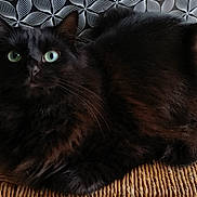 Tina participe au concours pour gagner de l'argent avec cette photo : black_cat, cat, green_eyes, fluffy_fur, woven_chair, indoor, pet, feline, closeup, relaxed, curious, animal, fur, whiskers, chair, patterned_background, domestic_cat, seated, portrait, home