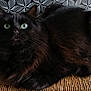 black_cat, cat, green_eyes, fluffy_fur, woven_chair, indoor, pet, feline, closeup, relaxed, curious, animal, fur, whiskers, chair, patterned_background, domestic_cat, seated, portrait, home