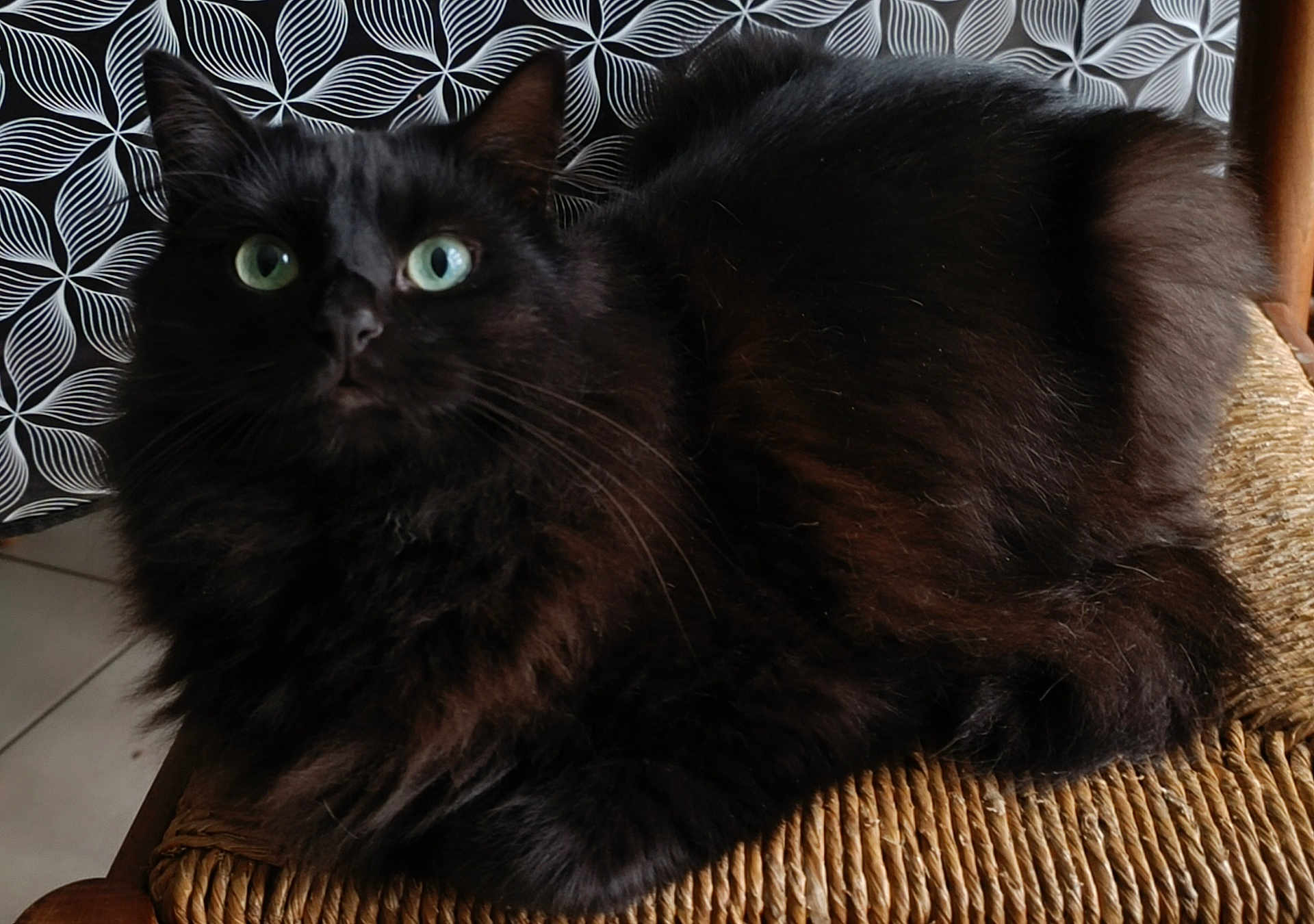 Tina participe au concours pour gagner de l'argent avec cette photo : black_cat, cat, green_eyes, fluffy_fur, woven_chair, indoor, pet, feline, closeup, relaxed, curious, animal, fur, whiskers, chair, patterned_background, domestic_cat, seated, portrait, home