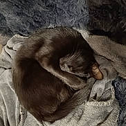 Viva participe au concours pour gagner de l'argent avec cette photo : cat, black_cat, sleeping, curled_up, blanket, soft_texture, cozy, fur, pet, animal, resting, indoors, nap, quiet, comfort, mammal, whiskers, tail, cute, relaxed