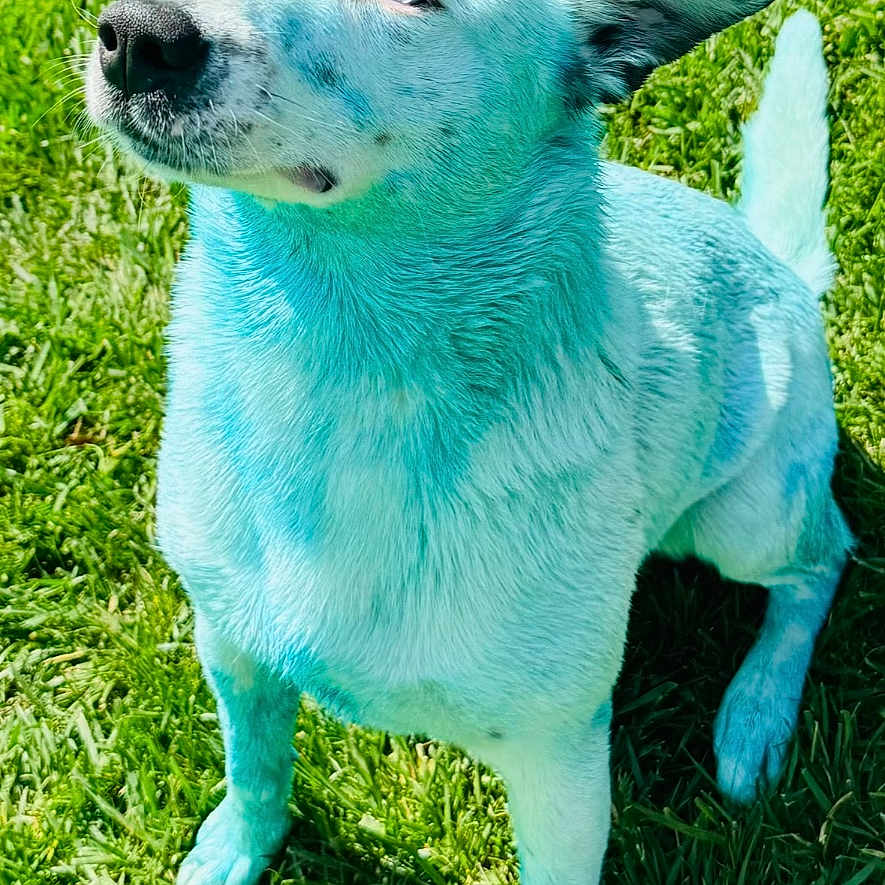 Cooper joined the competition — help win amazing prizes! animal, blue_paint, canine, close_up, curious, daylight, dog, ears, four_legs, fur, grass, greenery, looking_up, muzzle, nature, outdoor, pet, sitting, sunlight, tail