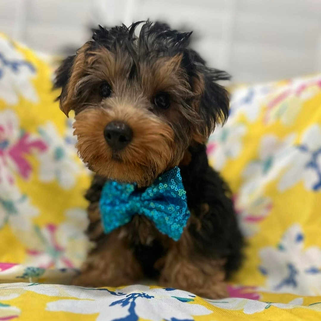 Teddy is registered to the contest to win money with this photo: affenpinscher, animal, canine, dog, dogbed, pet, poodle, puppy, terrier