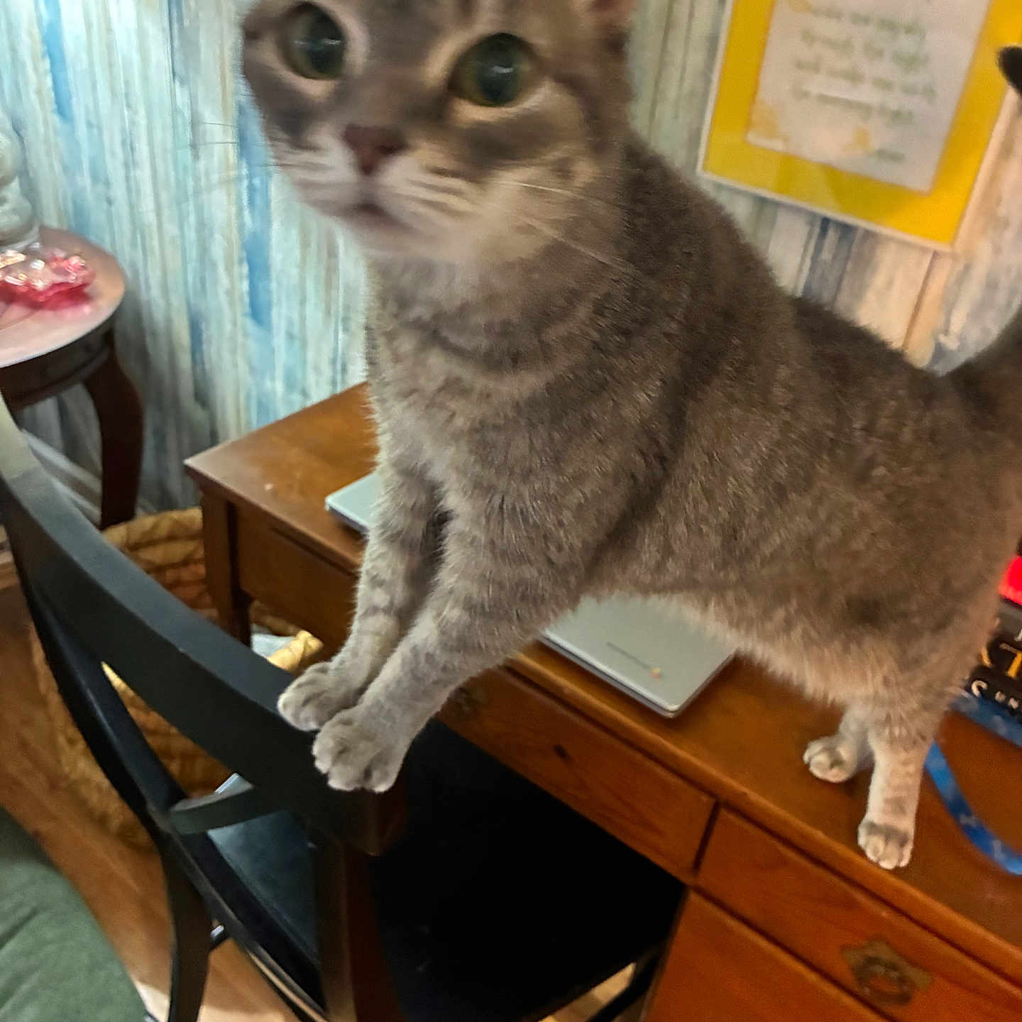 Zoey is registered to the contest to win money with this photo: cat, chair, cozy, curious, desk, domestic_animal, feline, floor, fur, gray_tabby, home, indoor, lamp, paws, pet, stretching, table, whiskers, wide_eyes, wooden_furniture