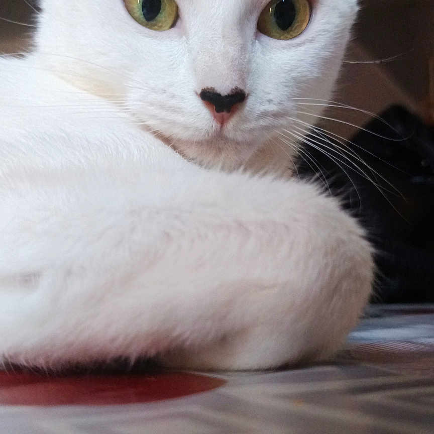 Luna a rejoint le concours — aidez-le/la à gagner de superbes lots ! animal, calm, cat, close_up, curious, domestic, ears, eyes, feline, fur, indoor, mammal, nose, patterned_surface, pet, portrait, resting, table, whiskers, white_cat