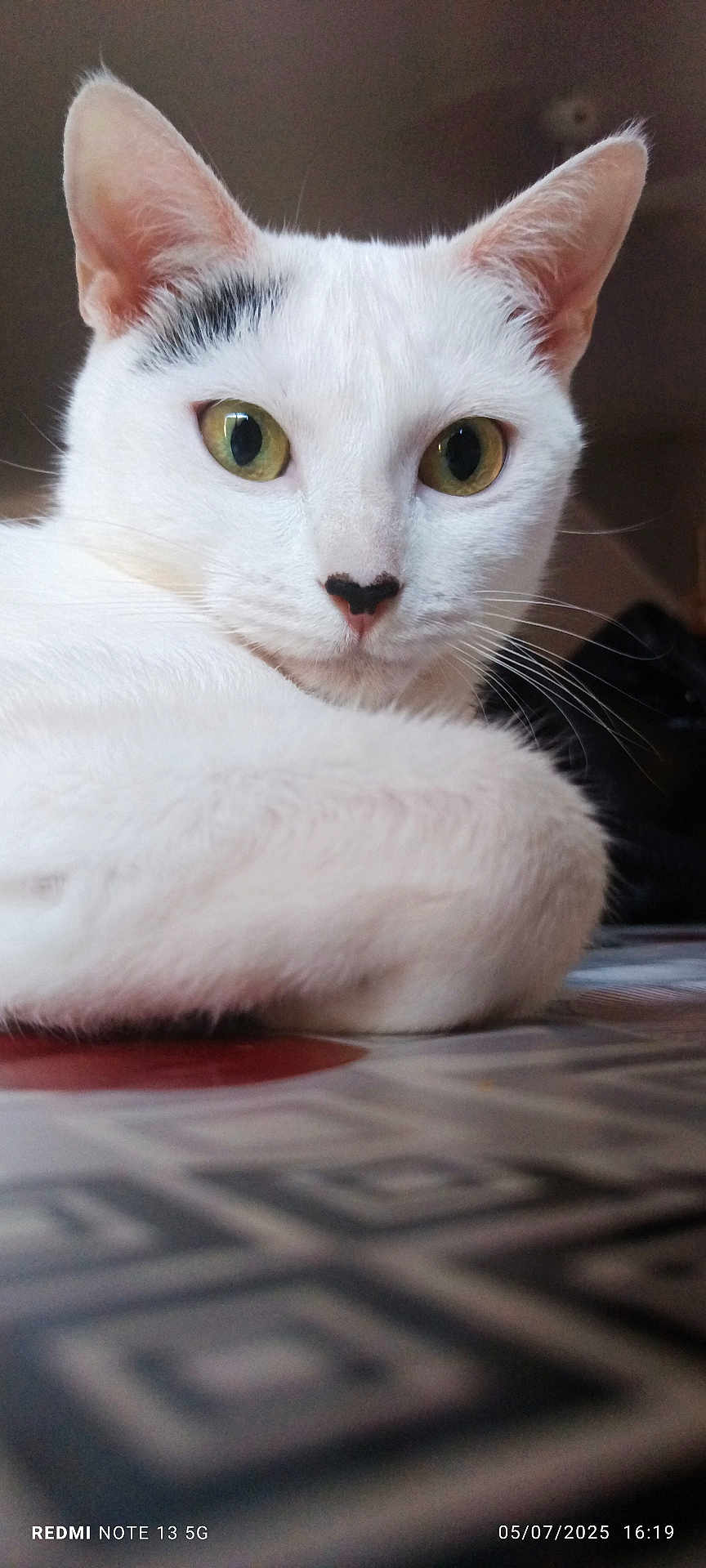 Luna a rejoint le concours — aidez-le/la à gagner de superbes lots ! cat, white_cat, close_up, pet, animal, fur, whiskers, ears, eyes, nose, table, indoor, domestic, calm, curious, patterned_surface, feline, resting, portrait, mammal