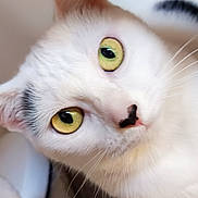 Luna participe au concours pour gagner de l'argent avec cette photo : cat, close_up, white_cat, yellow_eyes, pet, animal, fur, whiskers, nose, portrait, curious, cute, domestic_cat, head_tilt, indoor, feline, soft_light, eye_contact, black_mark, face