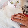 Luna participe au concours pour gagner de l'argent avec cette photo : cat, white_cat, green_eyes, hand, petting, indoor, patterned_surface, geometric_pattern, circular_pattern, fur, animal, cute, domestic_cat, feline, resting, close_up, soft_light, human_hand, relaxation, companion