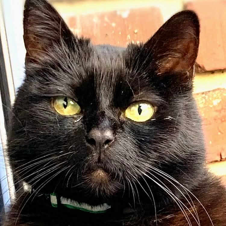 Jetta participe au concours pour gagner de l'argent avec cette photo : abyssinian, angora, animal, blackcat, cat, egyptiancat, kitten, manx, pet