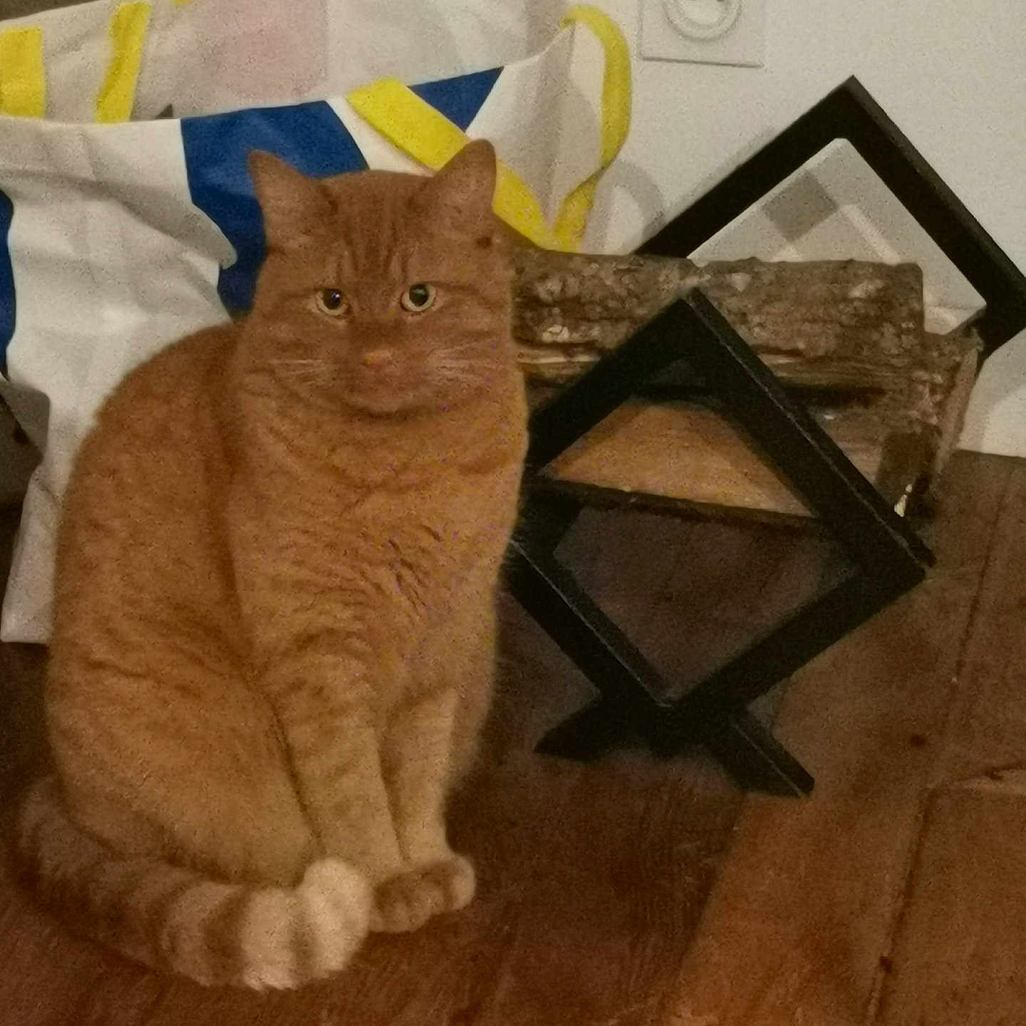 Roucky a rejoint le concours — aidez-le/la à gagner de superbes lots ! animal, cat, decor, domestic, ears, eyes, feline, floor, fur, home, indoor, object, orange_tabby, pet, resting, sitting, tail, tote_bag, wood, wooden_floor