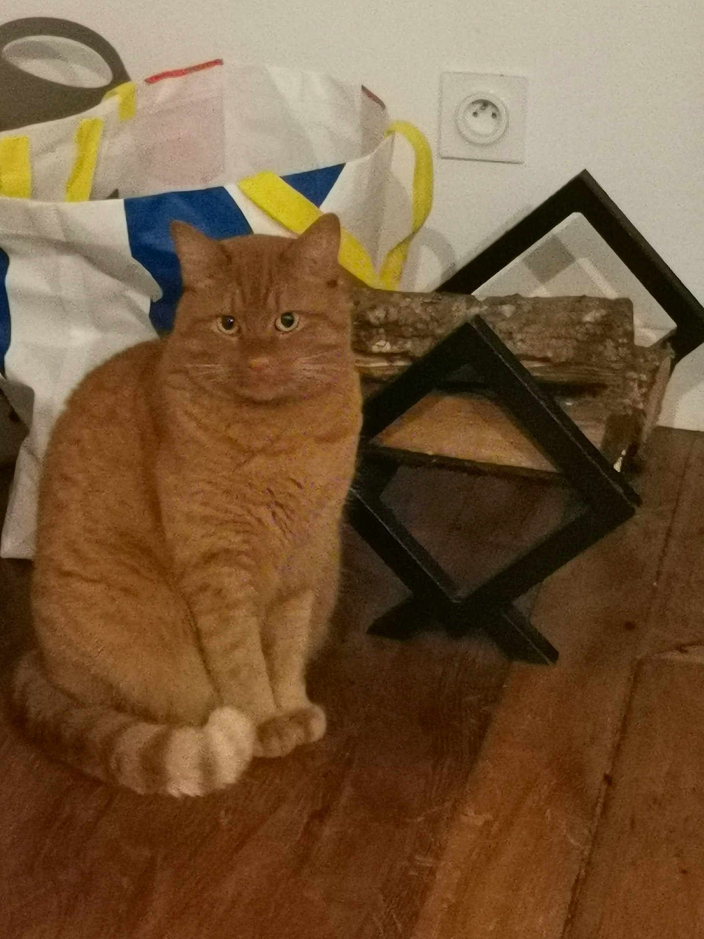 Roucky a rejoint le concours — aidez-le/la à gagner de superbes lots ! cat, orange_tabby, wooden_floor, tote_bag, indoor, pet, feline, animal, fur, sitting, ears, eyes, tail, home, floor, object, decor, wood, resting, domestic