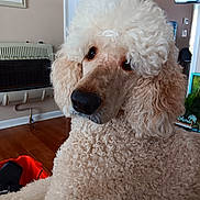 Tennessee Brodie joined the competition — help win amazing prizes! animal, canine, close_up, companion, cream_color, curly_coat, curly_fur, dog, ears, face, floor, fur, heater, home, household_items, indoor, looking_away, pet, poodle, snout