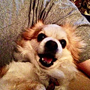 Thumper is registered to the contest to win money with this photo: dog, small_dog, fluffy, long_hair, smile, pet, indoor, couch, person_arm, close_up, portrait, happy, tongue, teeth, fur, collar, snout, eyes, cozy, held