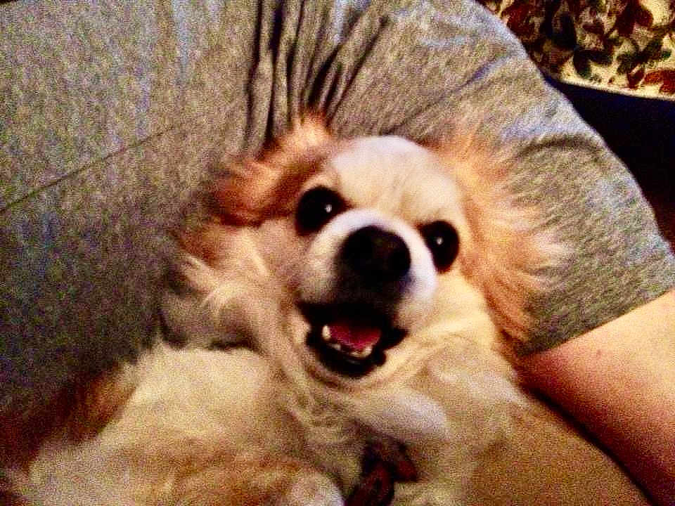 Thumper is registered to the contest to win money with this photo: dog, small_dog, fluffy, long_hair, smile, pet, indoor, couch, person_arm, close_up, portrait, happy, tongue, teeth, fur, collar, snout, eyes, cozy, held