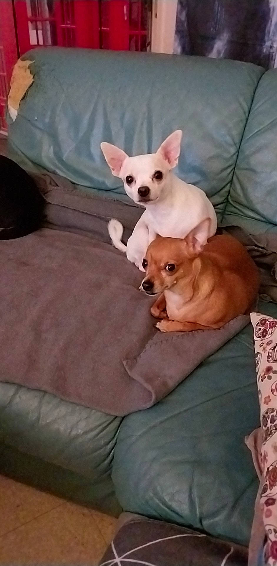 Gussguss Et Yoda a rejoint le concours — aidez-le/la à gagner de superbes lots ! canidae, carnivore, chihuahua, comfort, companion_dog, corgi_chihuahua, couch, dog, dog_breed, dog_supply, ear, fawn, fur, non_sporting_group, snout, sporting_group, tail, toy_dog, whiskers, working_animal