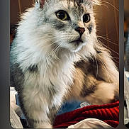 Apollo is registered to the contest to win money with this photo: cat, feline, fluffy, gray, white, whiskers, pet, indoor, closeup, fur, animal, cute, domestic_animal, portrait, curious, mammal, soft, relaxed, eyes, face
