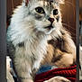 cat, feline, fluffy, gray, white, whiskers, pet, indoor, closeup, fur, animal, cute, domestic_animal, portrait, curious, mammal, soft, relaxed, eyes, face