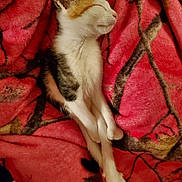 Cleopatra joined the competition — help win amazing prizes! carnivore, cat, claw, fawn, felidae, mammal, paw, small_to_medium_sized_cats, tail, whiskers