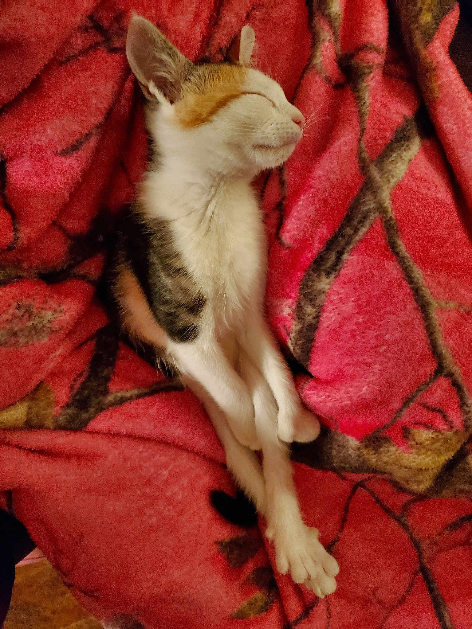 Cleopatra