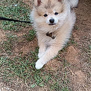 Aska a rejoint le concours — aidez-le/la à gagner de superbes lots ! puppy, dog, fluffy, grass, dirt, outdoor, cute, young, pet, animal, leash, collar, relaxed, small, fur, nature, canine, adorable, laying, crossed_paws