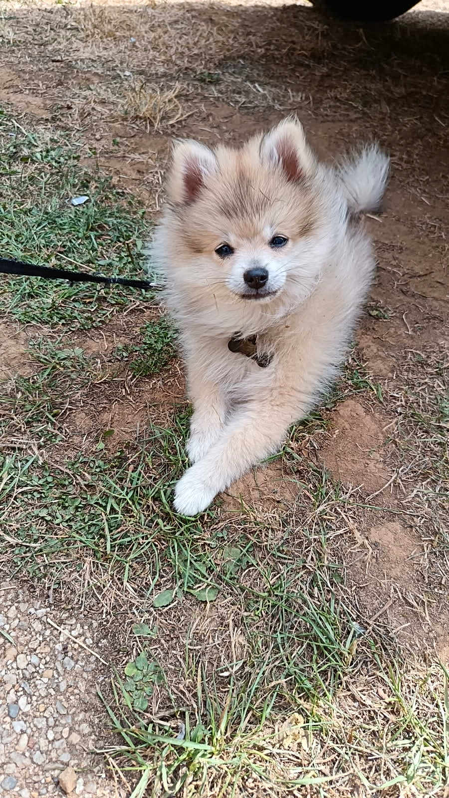Aska a rejoint le concours — aidez-le/la à gagner de superbes lots ! puppy, dog, fluffy, grass, dirt, outdoor, cute, young, pet, animal, leash, collar, relaxed, small, fur, nature, canine, adorable, laying, crossed_paws