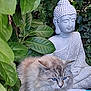 Tichat a rejoint le concours — aidez-le/la à gagner de superbes lots ! cat, fluffy, blue_eyes, buddha_statue, garden, green_leaves, plants, serene, nature, outdoor, statue, peaceful, relaxation, feline, animal, close_up, pet, quiet, zen, meditation