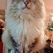 Tichat participe au concours pour gagner de l'argent avec cette photo : cat, fluffy, feline, pet, indoor, kitchen, counter, curious, sitting, fur, tabby, white_paws, domestic_cat, closeup, animal, whiskers, ears, nose, eyes, cute