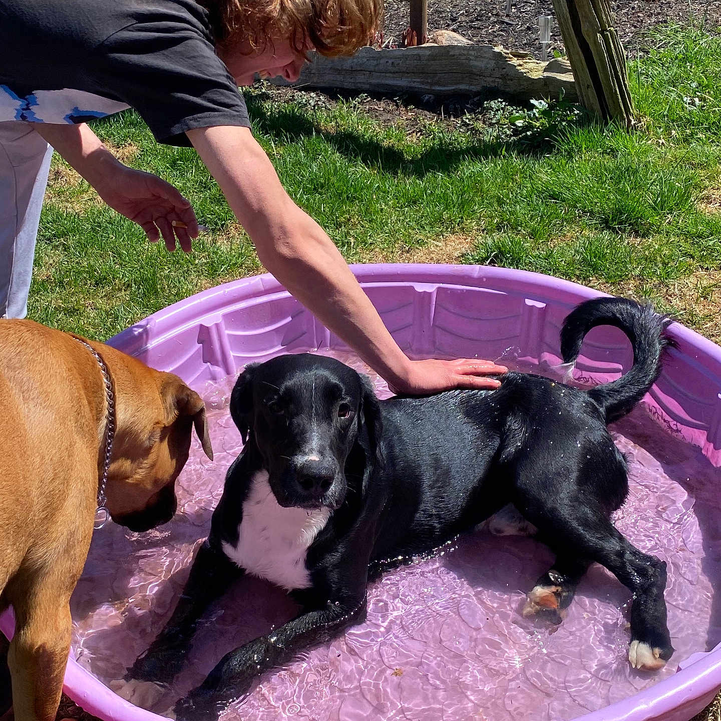 Grunt is registered to the contest to win money with this photo: animal, backyard, black_dog, brown_dog, canine, dog, fun, grass, happy, kiddie_pool, leisure, nature, outdoor, person, petting, playful, relaxation, summer, sunlight, water