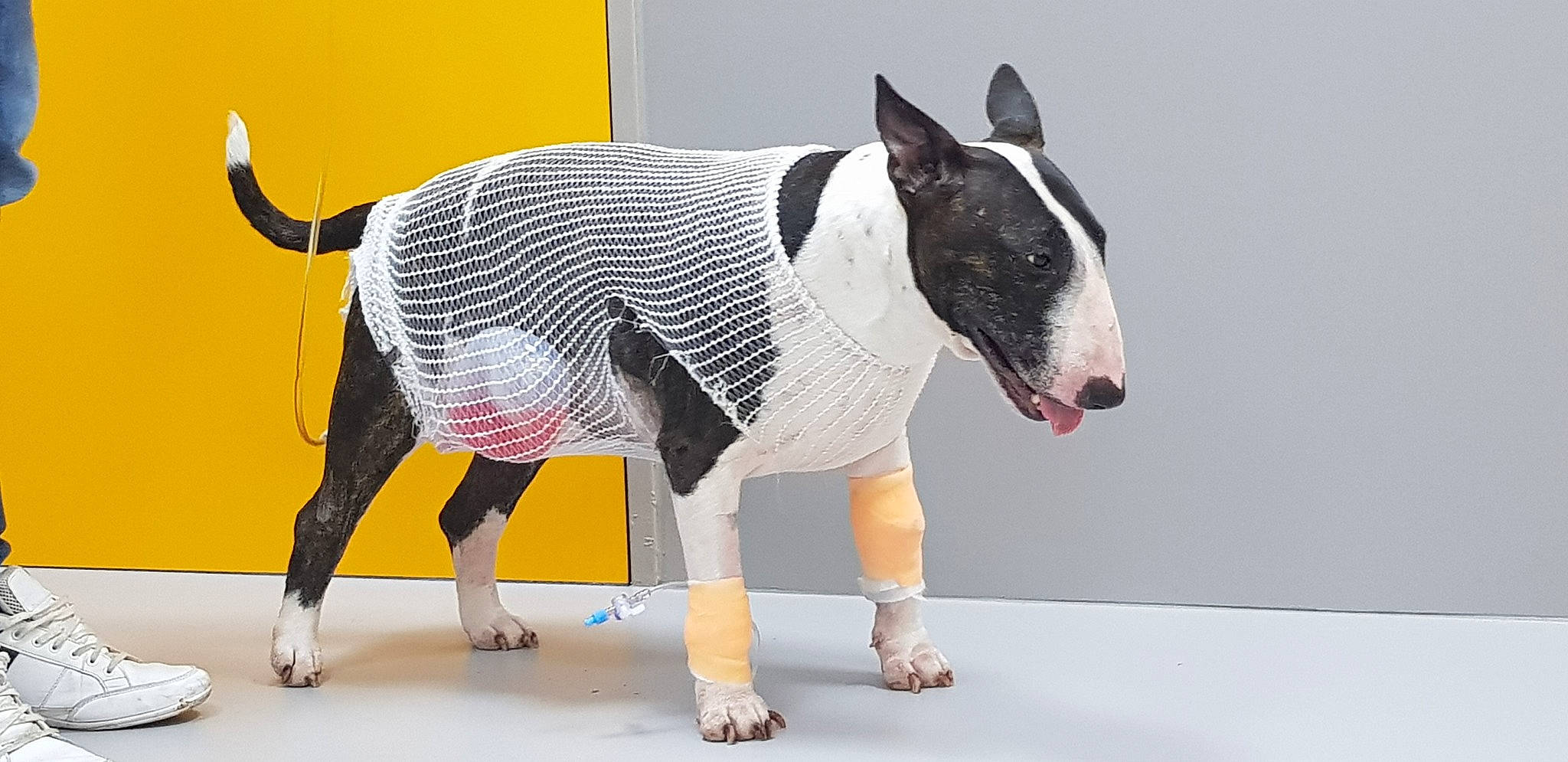 Inna a rejoint le concours — aidez-le/la à gagner de superbes lots ! animal_figure, bull_terrier, bull_terrier_miniature, canidae, carnivore, collar, companion_dog, dog, dog_breed, dog_collar, dog_supply, english_white_terrier, fawn, pet_supply, sculpture, snout, sporting_group, tail, terrestrial_animal, working_animal