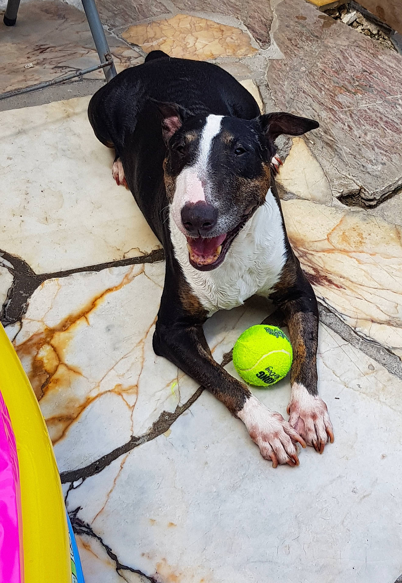 Zara participe au concours pour gagner de l'argent avec cette photo : ball, carnivore, companion_dog, dog, dog_breed, dog_collar, dog_supply, dog_toy, fawn, fur, leisure, personal_protective_equipment, recreation, smile, sports_equipment, sports_toy, stuffed_toy, tennis_ball, toy, working_animal