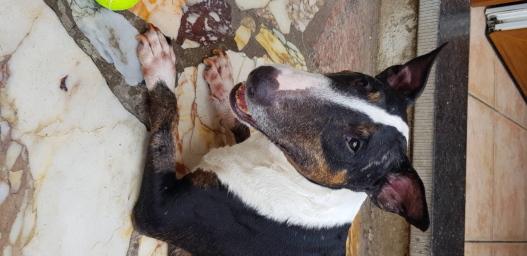 Zara a rejoint le concours — aidez-le/la à gagner de superbes lots ! canidae, carnivore, collar, comfort, companion_dog, dog, dog_breed, ear, fawn, fur, non_sporting_group, snout, sporting_group, terrestrial_animal, terrier, whiskers, working_animal