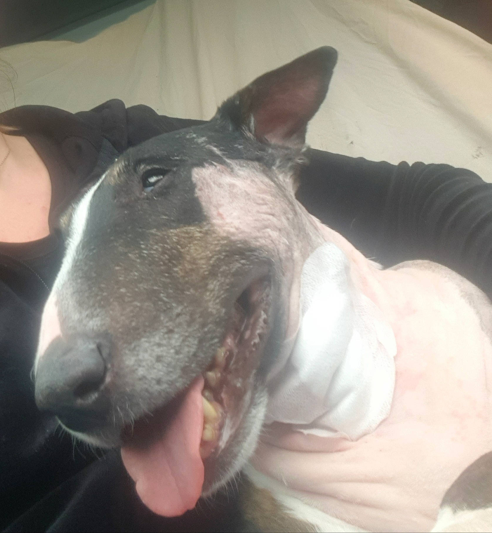 Zara a rejoint le concours — aidez-le/la à gagner de superbes lots ! bull_terrier, bull_terrier_miniature, canidae, carnivore, collar, comfort, companion_dog, dog, dog_breed, ear, fashion_accessory, fawn, giant_dog_breed, jaw, sighthound, snout, sporting_group, terrestrial_animal, whiskers, working_animal