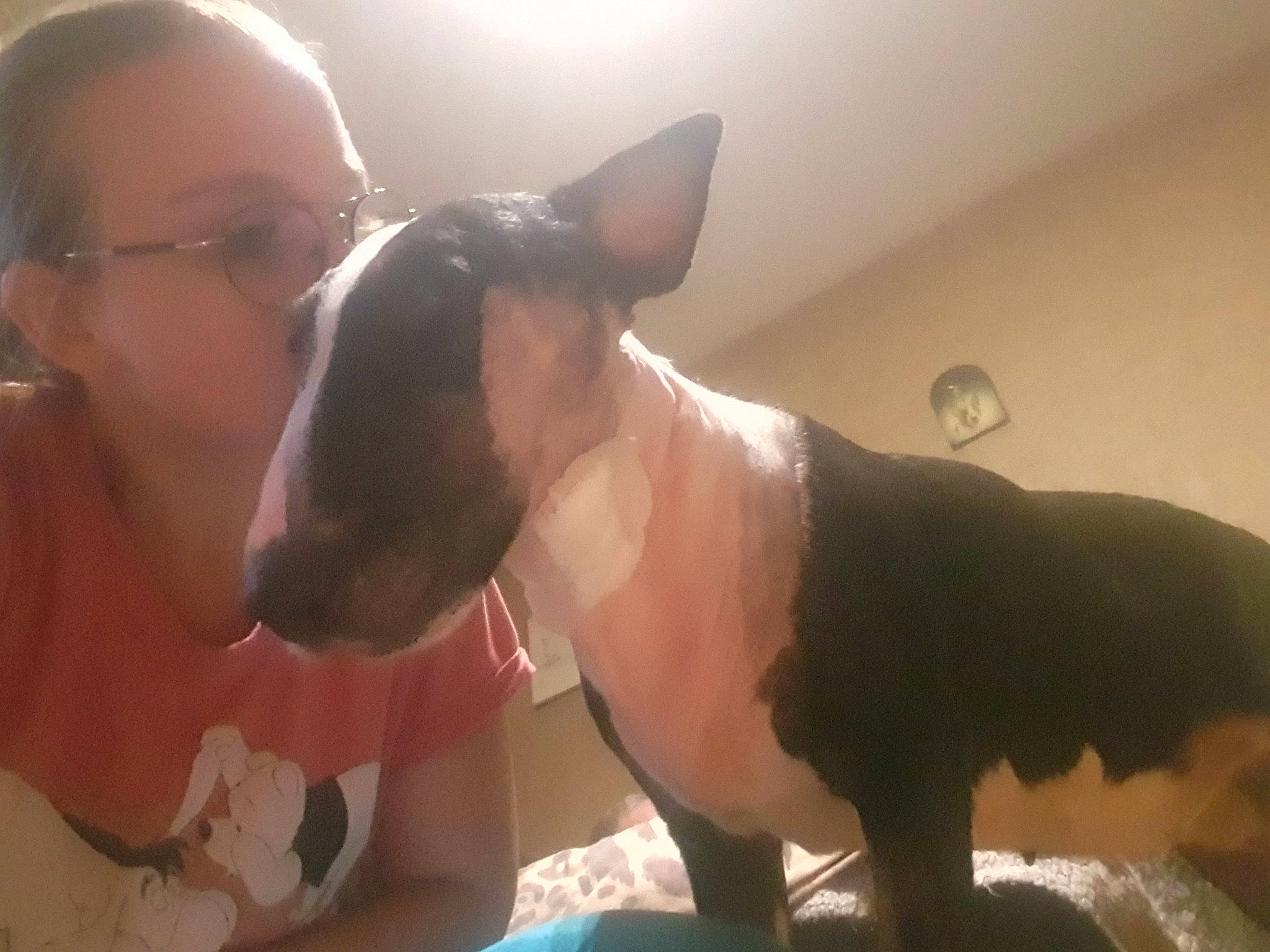 Zara a rejoint le concours — aidez-le/la à gagner de superbes lots ! canidae, carnivore, collar, companion_dog, dog, dog_breed, dog_collar, dog_supply, ear, eyewear, fawn, guard_dog, head, kiss, pet_supply, snout, sporting_group, vision_care, whiskers, working_animal