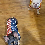 Tucker Wayne Brown joined the competition — help win amazing prizes! dog, french_bulldog, pet_clothing, floor, wood_floor, indoor, footwear, shoe, person_leg, shadow, red_jacket, american_flag_jacket, cute, animal, companion, pet, two_dogs, looking_up, ears_up, domestic_animal