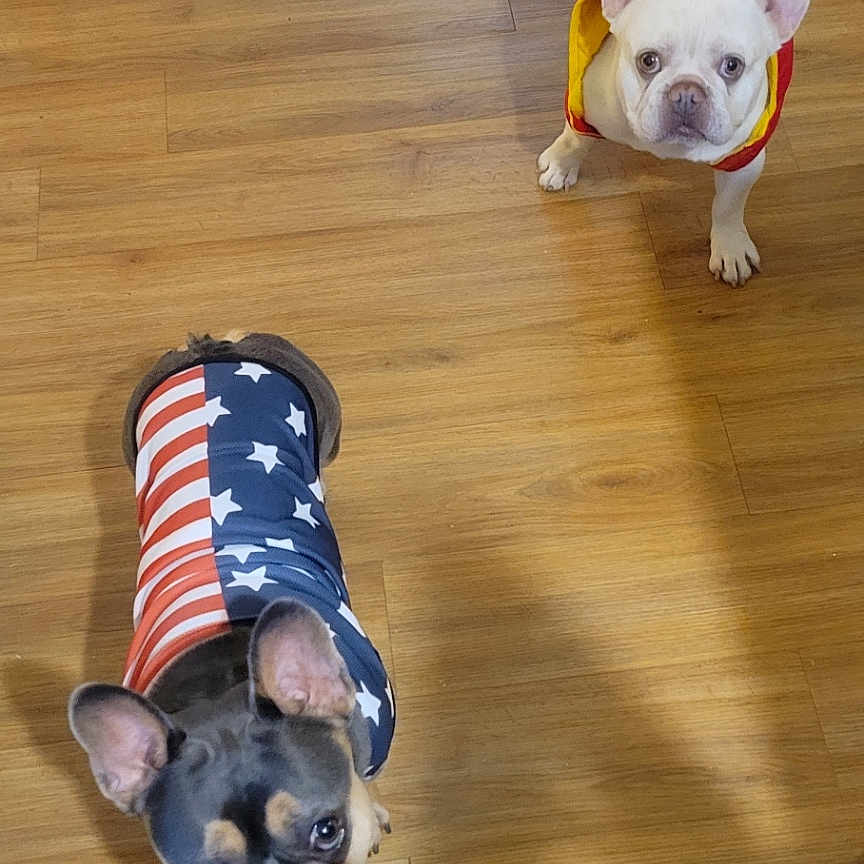 Tucker Wayne Brown joined the competition — help win amazing prizes! american_flag_jacket, animal, companion, cute, dog, domestic_animal, ears_up, floor, footwear, french_bulldog, indoor, looking_up, person_leg, pet, pet_clothing, red_jacket, shadow, shoe, two_dogs, wood_floor