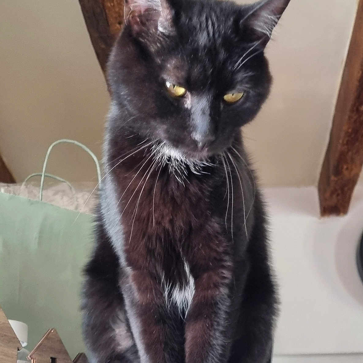 Koda participe au concours pour gagner de l'argent avec cette photo : animal, black_cat, cat, cozy, curious, domestic_cat, ears, feline, fur, home, indoor, interior, looking_down, paws, pet, quiet, sitting, whiskers, wooden_beam, yellow_eyes