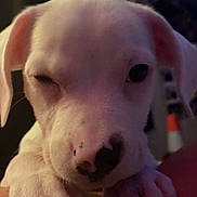 Kila joined the competition — help win amazing prizes! puppy, dog, close_up, white_fur, paw, cute, winking, nose_spot, animal, pet, indoor, resting, soft_light, young_dog, adorable, face, snout, claws, fur, portrait