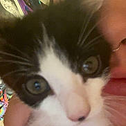 Bruce Wayne Batcat joined the competition — help win amazing prizes! kitten, cat, black_and_white, close_up, face, person, whiskers, eyes, nose, indoor, hand, holding, blurred, selfie, cute, pet, furry, animal, young, curious