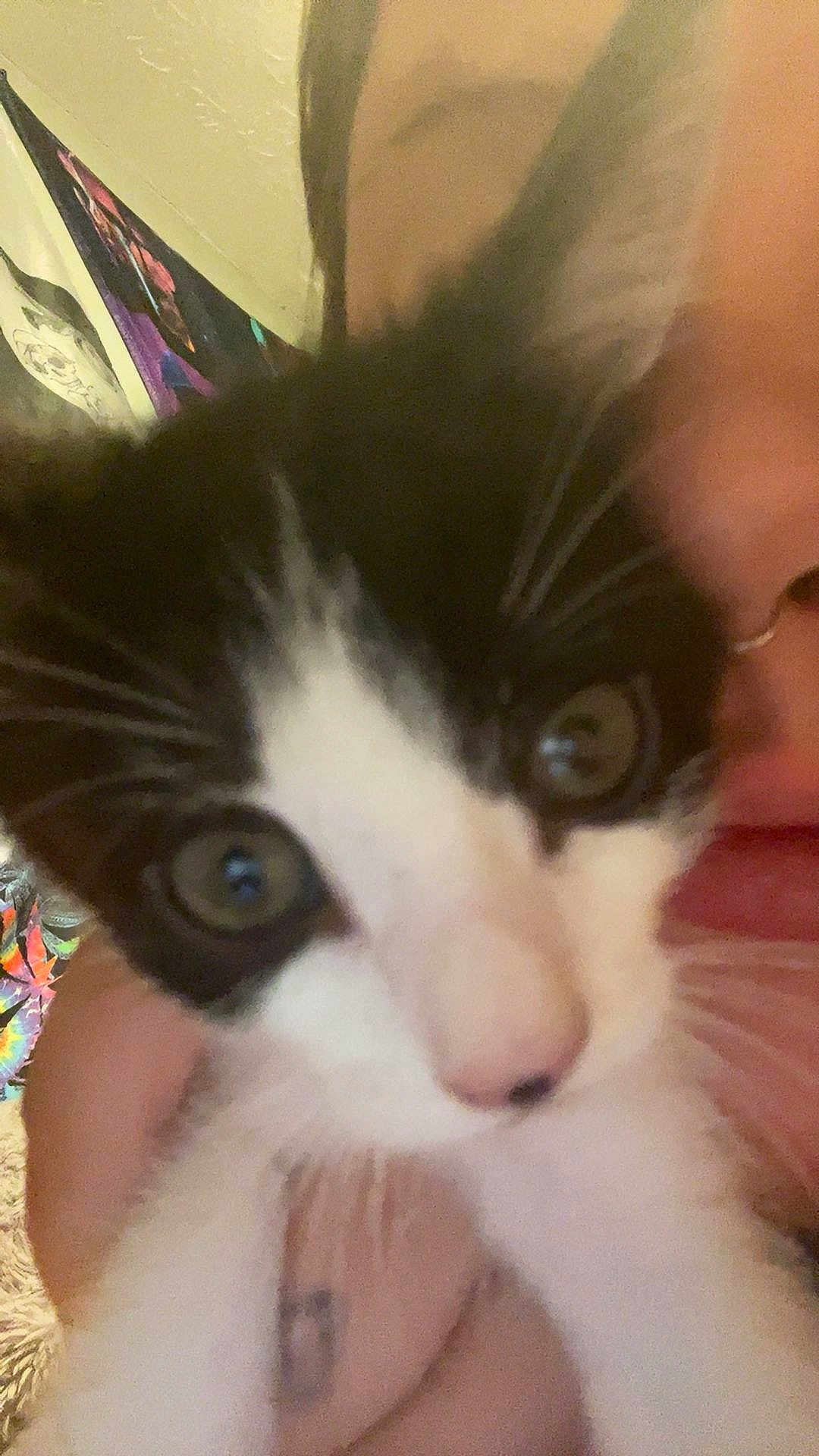 Bruce Wayne Batcat
