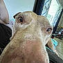 Lucy joined the competition — help win amazing prizes! dog, close_up, nose, indoor, curious, wide_angle, person, curtain, carpet, window, furniture, living_room, brown_dog, pet, animal, home, relaxed, floor, blanket, casual