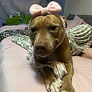Lucy is registered to the contest to win money with this photo: dog, brown_dog, bow_headband, bed, blanket, pillow, indoor, pet, animal, cute, relaxed, soft_lighting, tapestry, comfort, canine, sleepy, closeup, paw, snout, fur