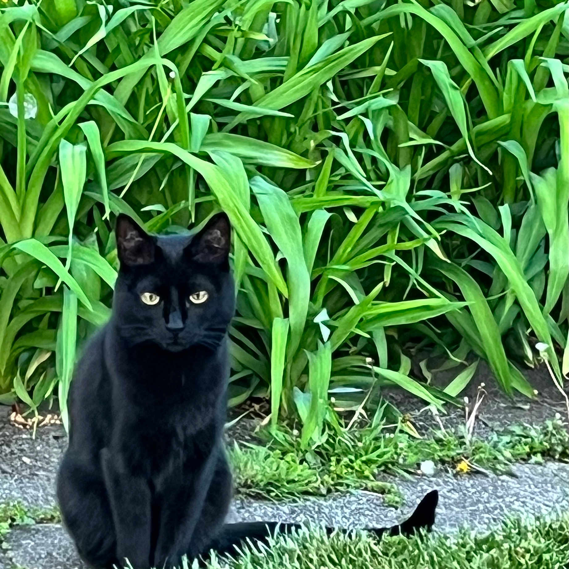 Brazil is registered to the contest to win money with this photo: animal, backyard, bird, blackbird, blackcat, cat, field, grass, grassland, green, kitten, leaf, manx, nature, outdoors, pet, plant, pottedplant, vegetation, yard