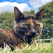Molly is registered to the contest to win money with this photo: cat, tortoiseshell, close_up, grass, outdoor, greenery, animal, feline, nature, fur, eyes, whiskers, ears, sky, clouds, peaceful, portrait, relaxing, daylight, blurred_background