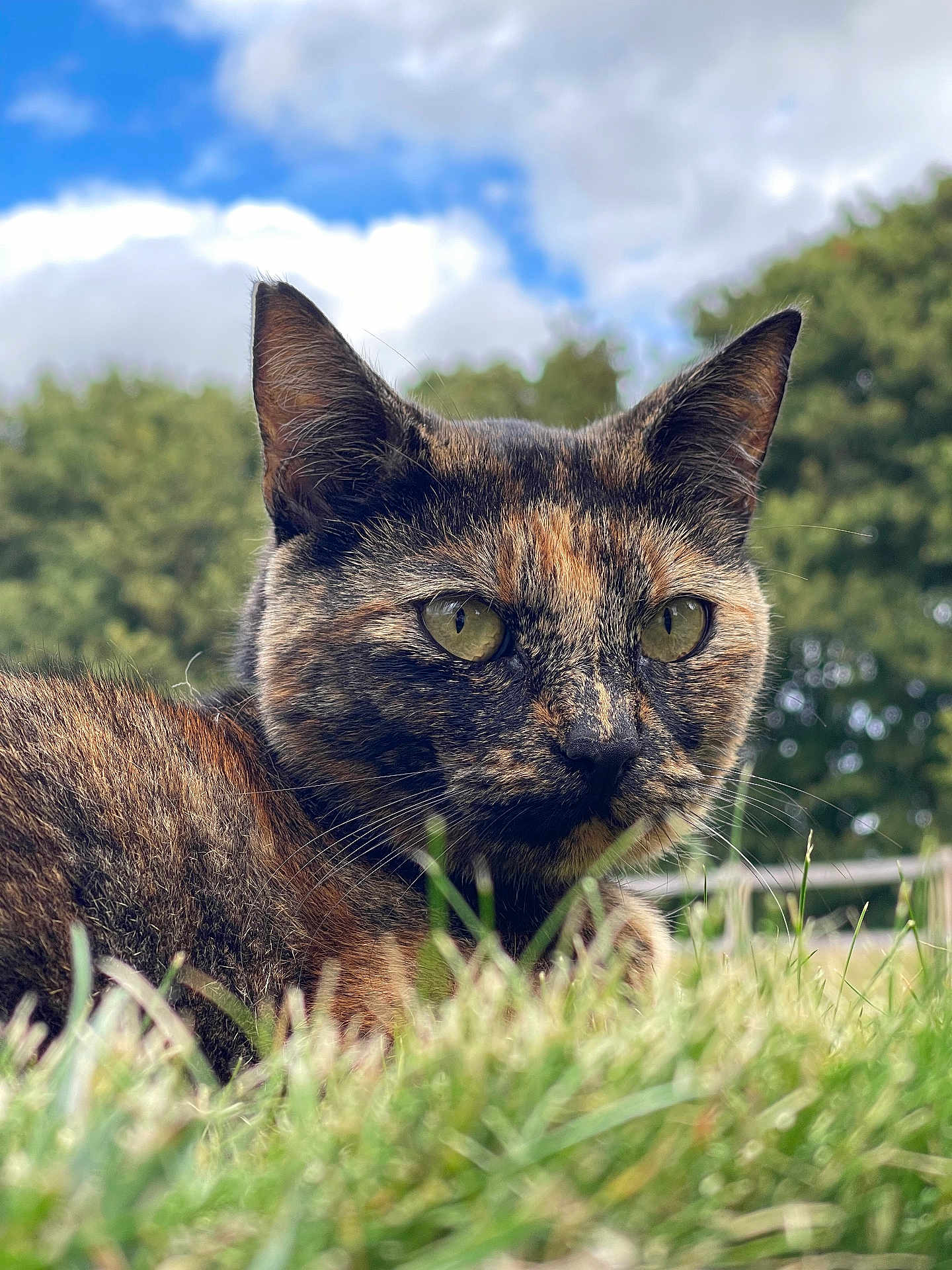 Molly