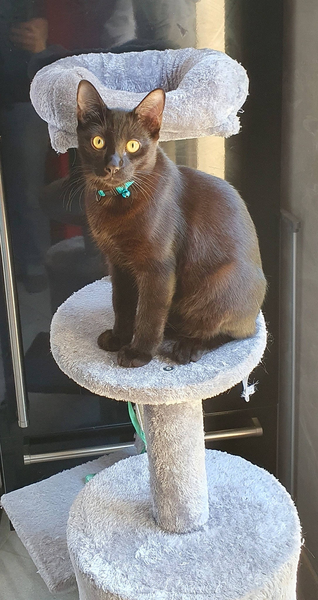 Ulysse a rejoint le concours — aidez-le/la à gagner de superbes lots ! art, blue, carnivore, cat, cat_supply, domestic_short_haired_cat, fawn, felidae, fur, pet_supply, rex_cat, small_to_medium_sized_cats, snout, tail, whiskers, white, window