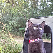 Krousty participe au concours pour gagner de l'argent avec cette photo : cat, black_cat, pet, collar, pet_carrier, outdoor, grass, trees, nature, animal, curious, sitting, young_cat, fur, whiskers, ears, eyes, daylight, adventure, wild
