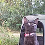 cat, black_cat, pet, collar, pet_carrier, outdoor, grass, trees, nature, animal, curious, sitting, young_cat, fur, whiskers, ears, eyes, daylight, adventure, wild