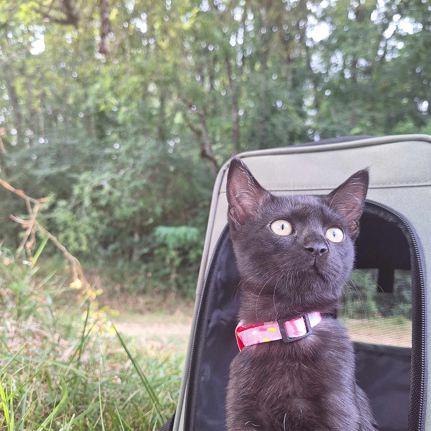 Krousty participe au concours pour gagner de l'argent avec cette photo : adventure, animal, black_cat, cat, collar, curious, daylight, ears, eyes, fur, grass, nature, outdoor, pet, pet_carrier, sitting, trees, whiskers, wild, young_cat