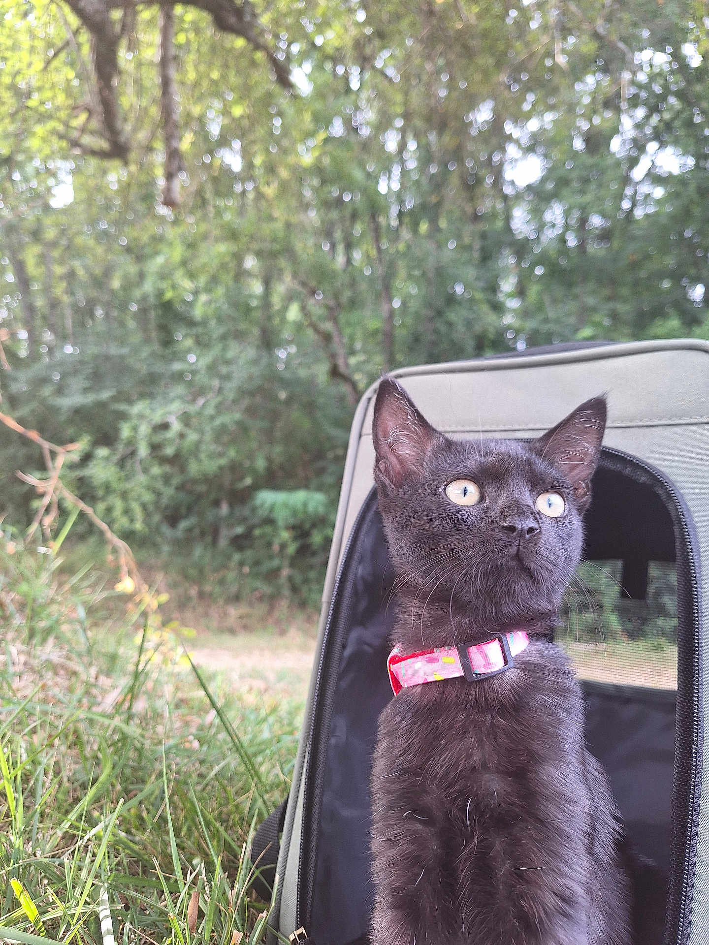 Krousty participe au concours pour gagner de l'argent avec cette photo : cat, black_cat, pet, collar, pet_carrier, outdoor, grass, trees, nature, animal, curious, sitting, young_cat, fur, whiskers, ears, eyes, daylight, adventure, wild