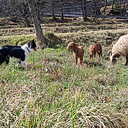 Chôpline Et Alpage a rejoint le concours — aidez-le/la à gagner de superbes lots ! animal, animal_group, black_and_white, dog, domestic_animal, farm, fence, field, grass, grassland, grazing, herding_dog, mammal, nature, outdoor, pasture, rural, sheep, sunlight, tree